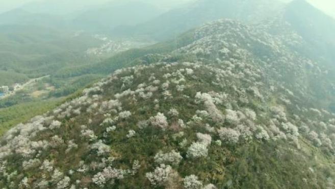 [图]如云似锦,航拍湖北崇阳十万亩野樱绽放