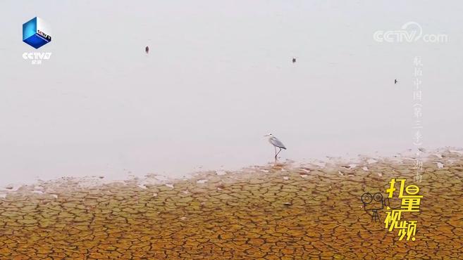 [图]冬季的洞庭湖水位下降变身浅滩沼泽,吸引候鸟前来安家|航拍中国