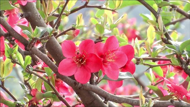 [图]春意盎然百花开