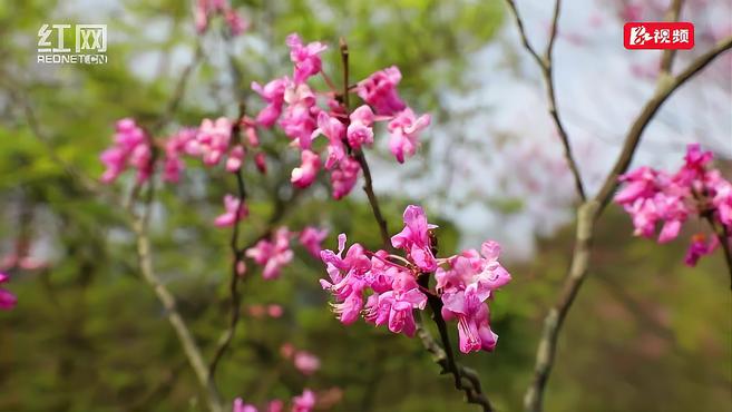 [图]东安神往处——野生紫荆花盛开