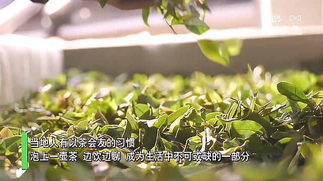 [图]「“飞阅”中国」广东横坑茶飘香:“采下一根嫩芽,喜添一分收入”