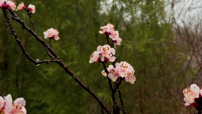 [图]世界地质公园迎来“桃花雪”