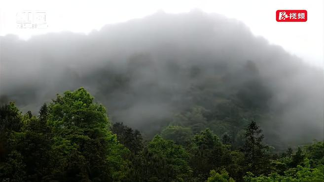 [图]视频丨春山新雨落 罗坪云海浮群峰