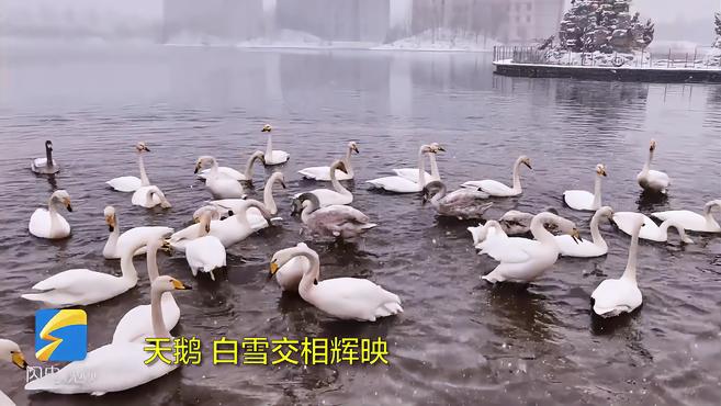 [图]32秒丨灵动的风景!来威海西霞口邂逅天鹅与雪