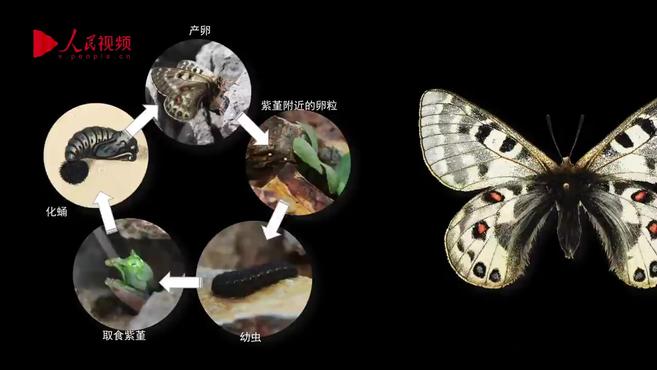 [图]牛洋:高级进化,高山植物的生存智慧