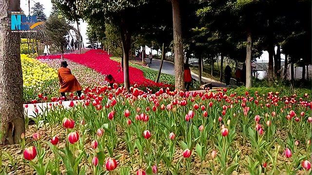 [图]花都开好了 重庆一公园超百万株郁金香绽放!