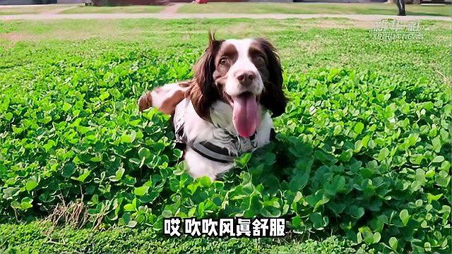 [图]三八节,警犬麦兜透漏了“女神”教练一个秘密