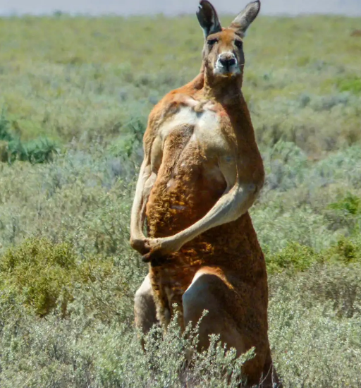 澳洲致命动物图片