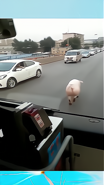 这是我见过最嚣张的猪,走出六亲不认的步伐,后面司机都无语了!