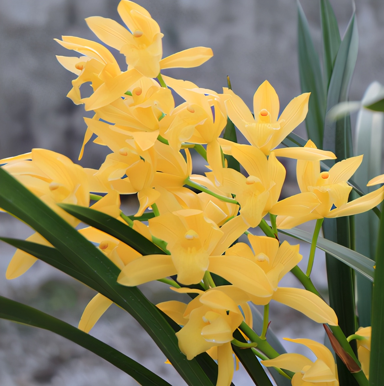 这款兰花通体金黄,花色绚丽多彩,花朵饱满,新手也能养好