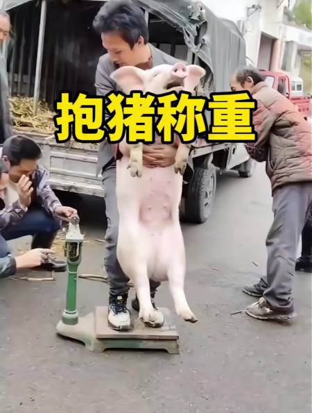 这个大哥为什么要带着猪一起称重