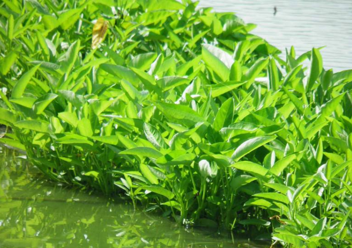 空心菜种植过程图图片