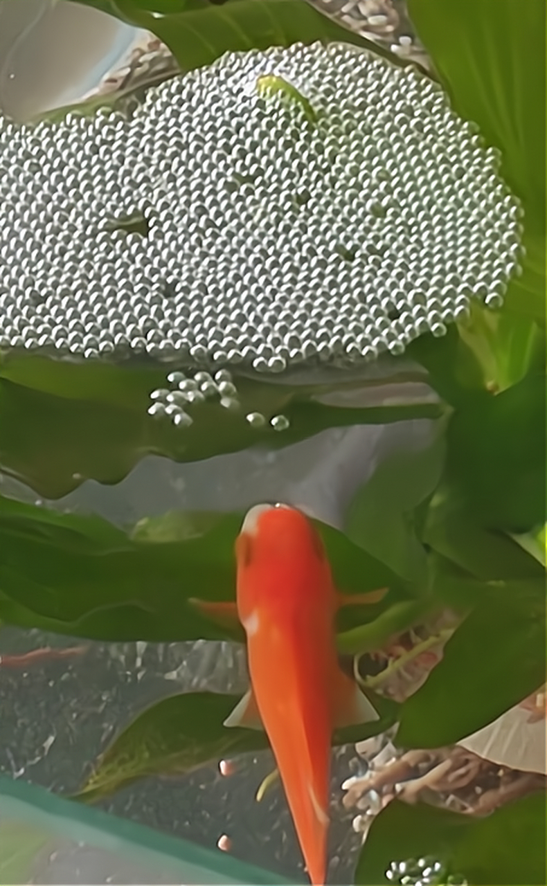 池子里的这鱼不但会吐泡泡,怎么还会拉泡泡,有意思!