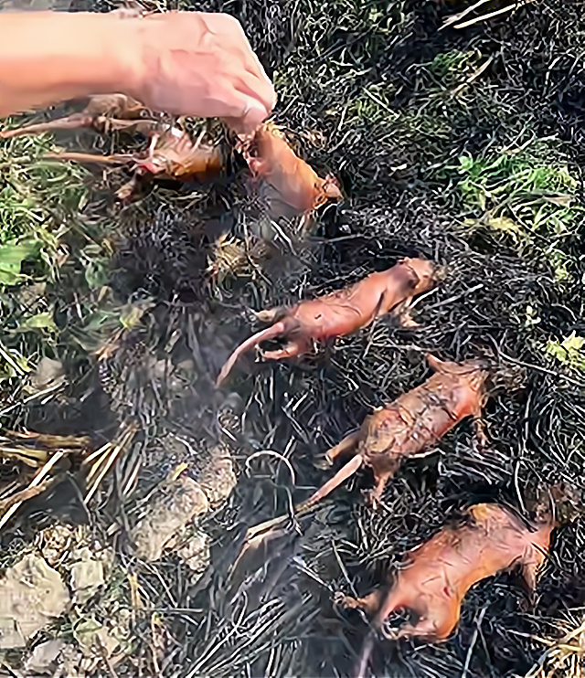 廣東一男子田間烤鼠肉引熱議,遭網友評論勸阻,