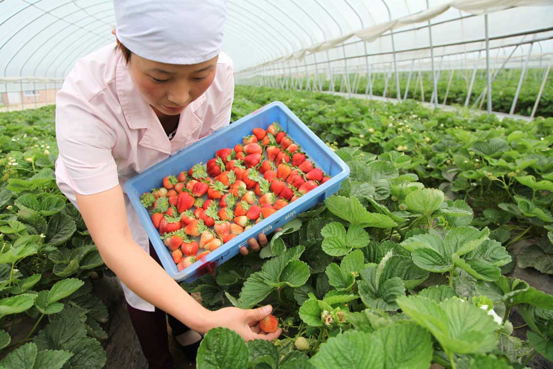 草莓公社,不容错过