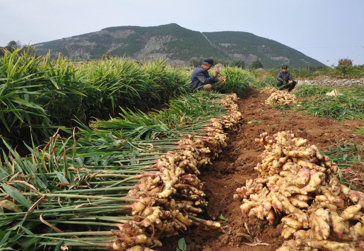 生姜种植要怎样确定深浅?采取田间管理技术,保证生姜的丰产