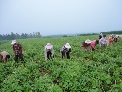 建议农民朋友:中药种植过程中的一些错误,还请记得规避