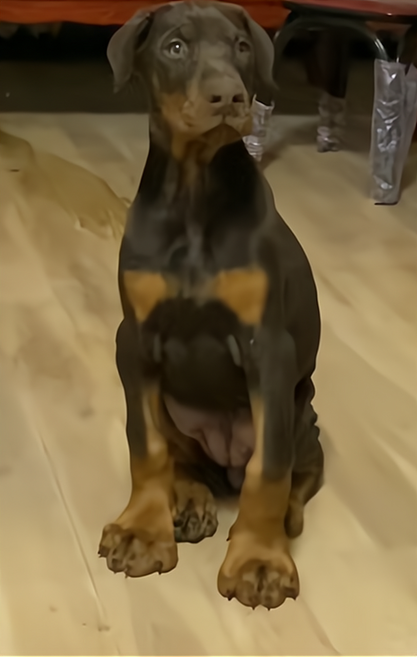 这狗子的大脚看着好厉害,让我想起了猪蹄子!