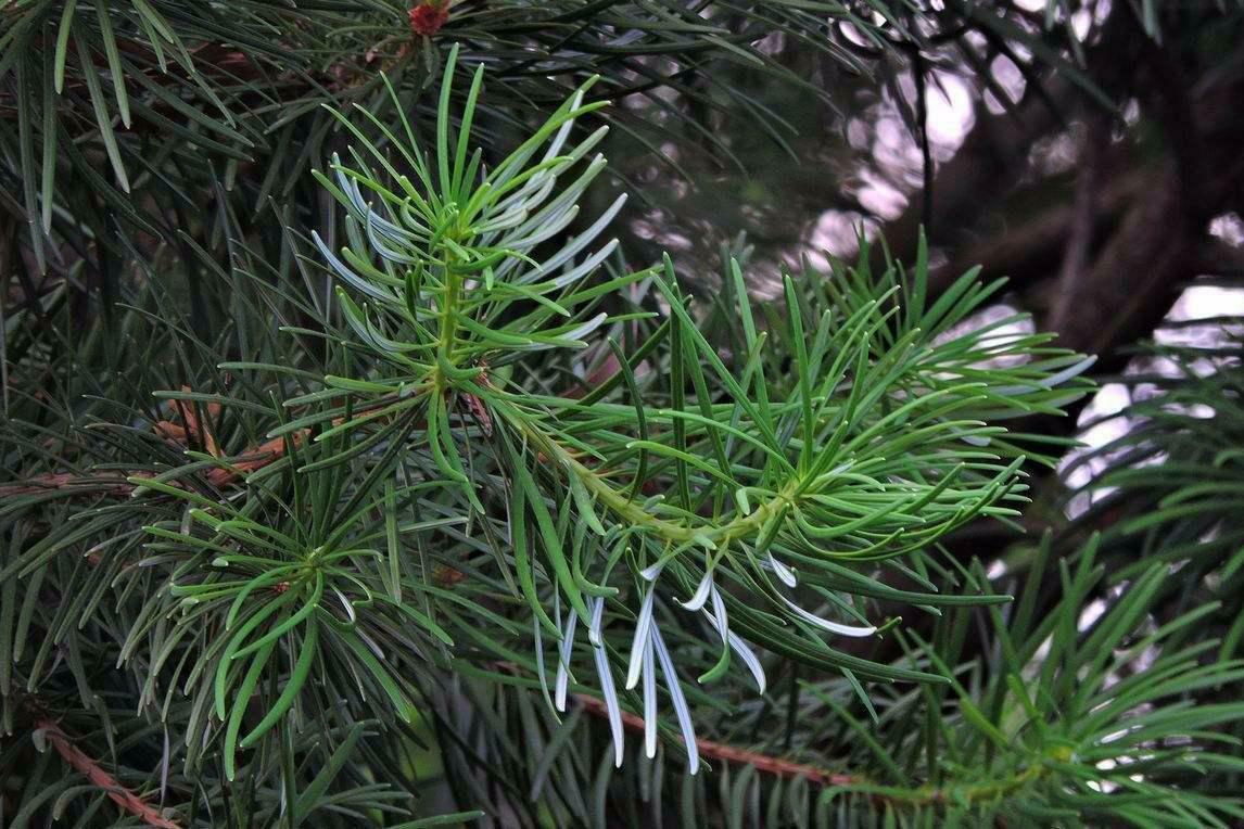 植物界中的国宝级植物——银杉