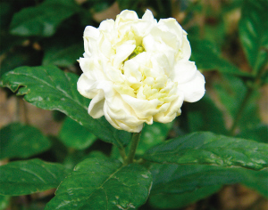 虎头茉莉,花瓣多重,花香清幽,很适合居家栽种