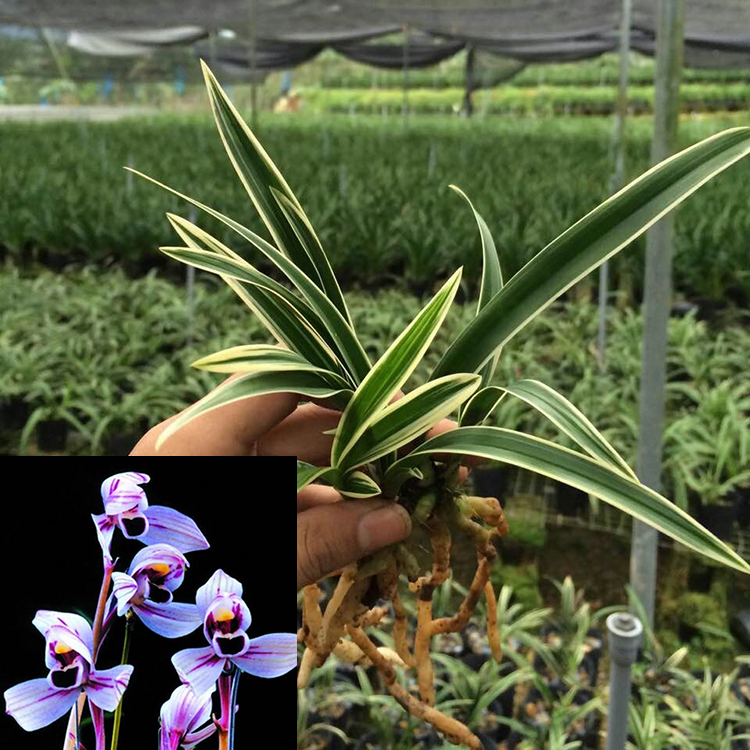 紫月荷兰花花期图片