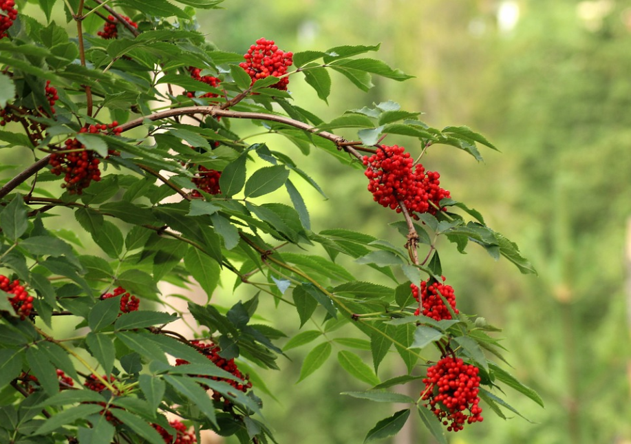 每日一花127:花楸:美好