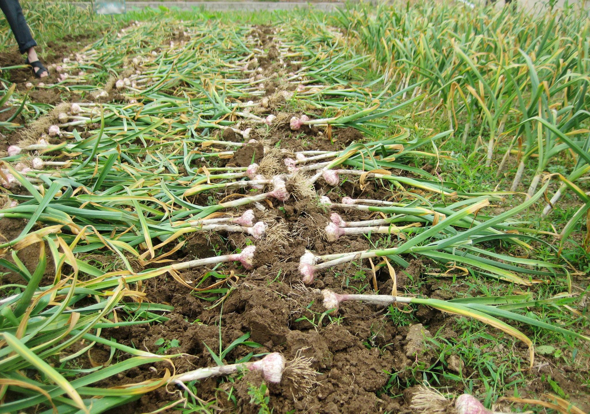 种植大蒜如何选种?管控生长温度,做到科学地施肥和追肥