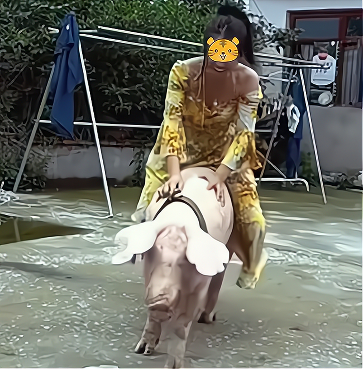 骑猪兜风的小姐姐,你们喜欢吗?[笑哭][笑哭] #网红