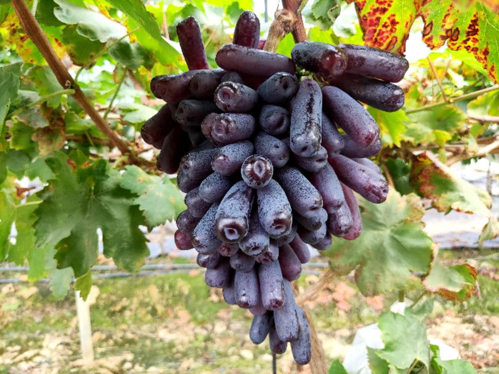 蓝宝石葡萄营养丰富,口感香甜,但是种植有几点技巧,一起来看看