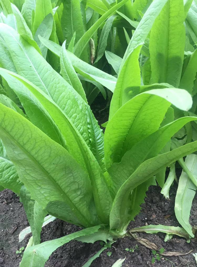 种植油麦菜有何要求?日常管理中要做好田间管理获得优产