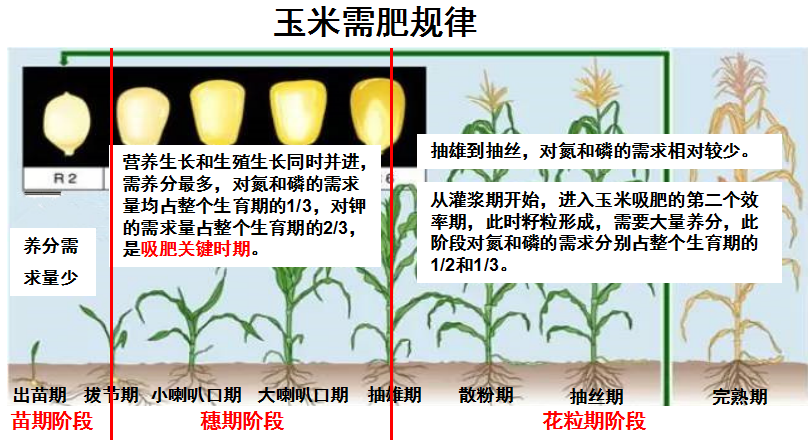 玉米各部分名称图片图片