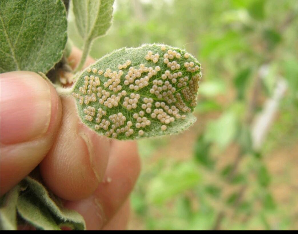 立春后对花椒园林进行清园处理,能够达到防治花椒芽虫的效果