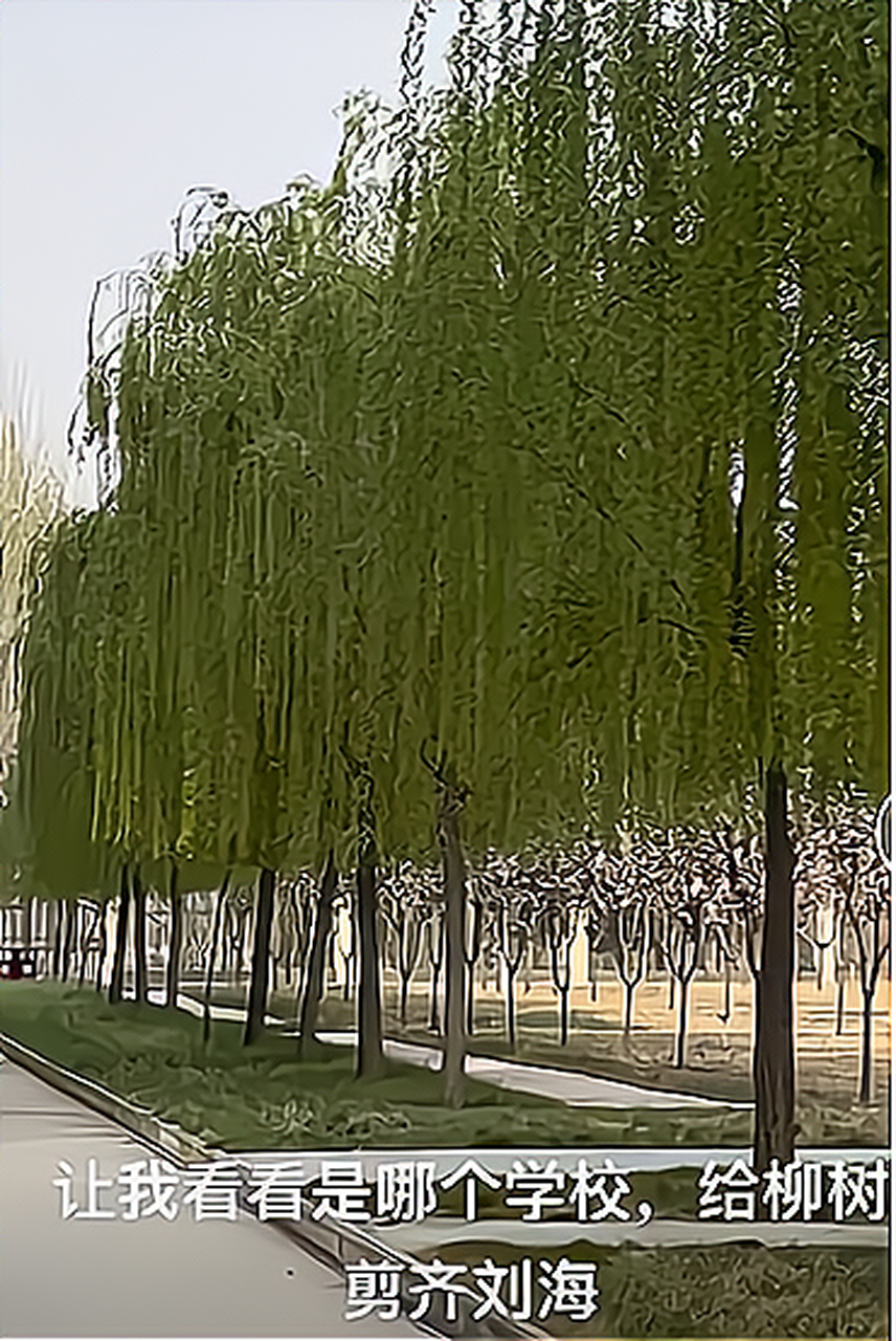 二月春风似剪刀,谁这么有创意,给柳树剪了齐流海.
