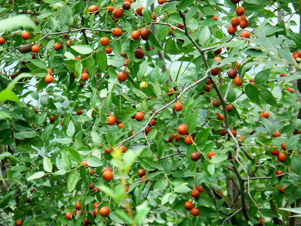 酸枣树结的果子图片