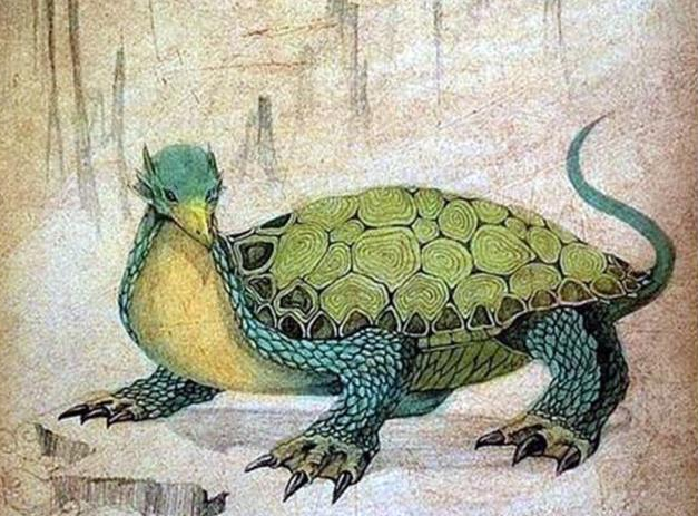 中国十大神龟图片