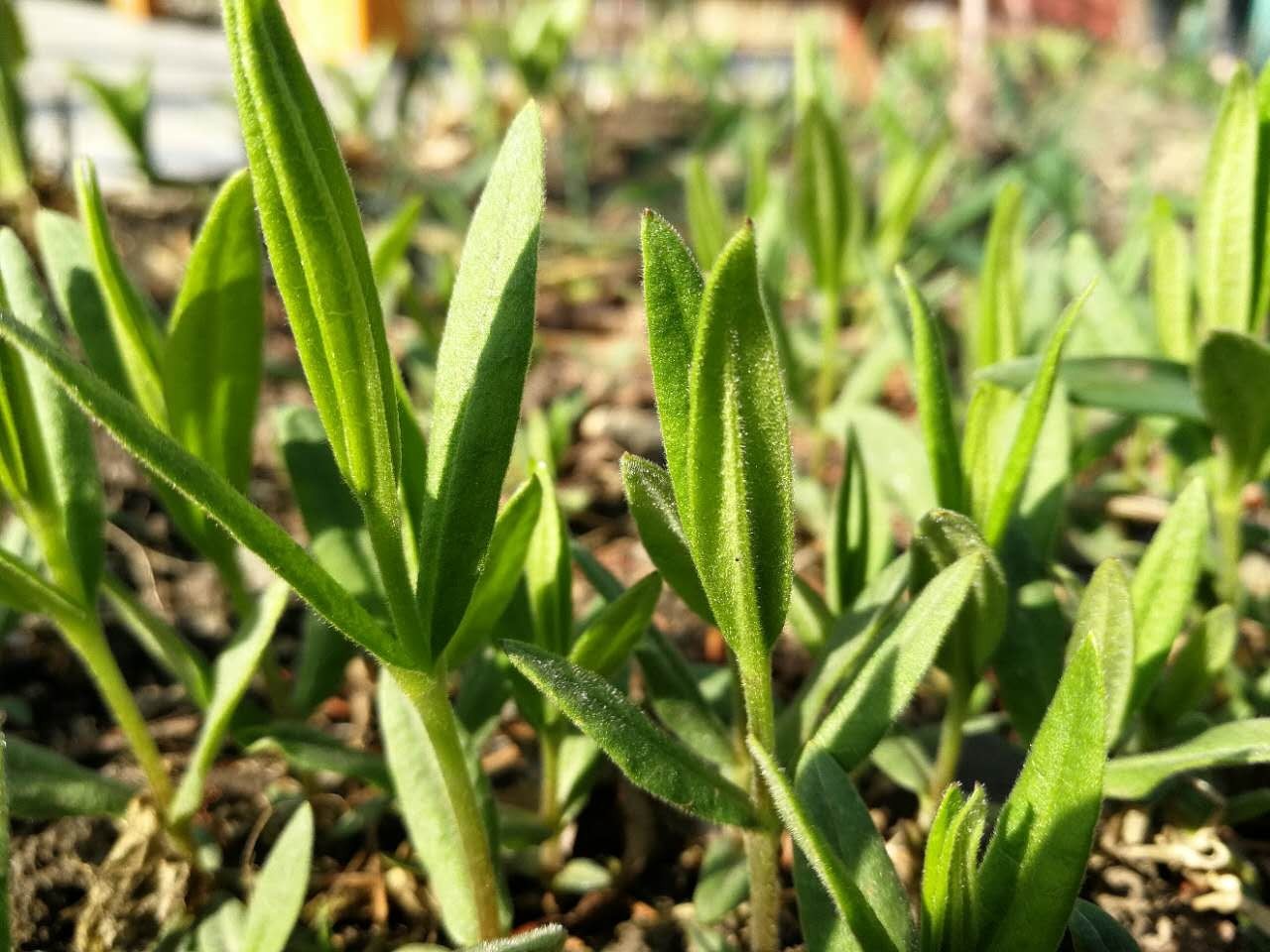 6种"最香"的野菜,常误认是田间杂草,殊不知价值非常高