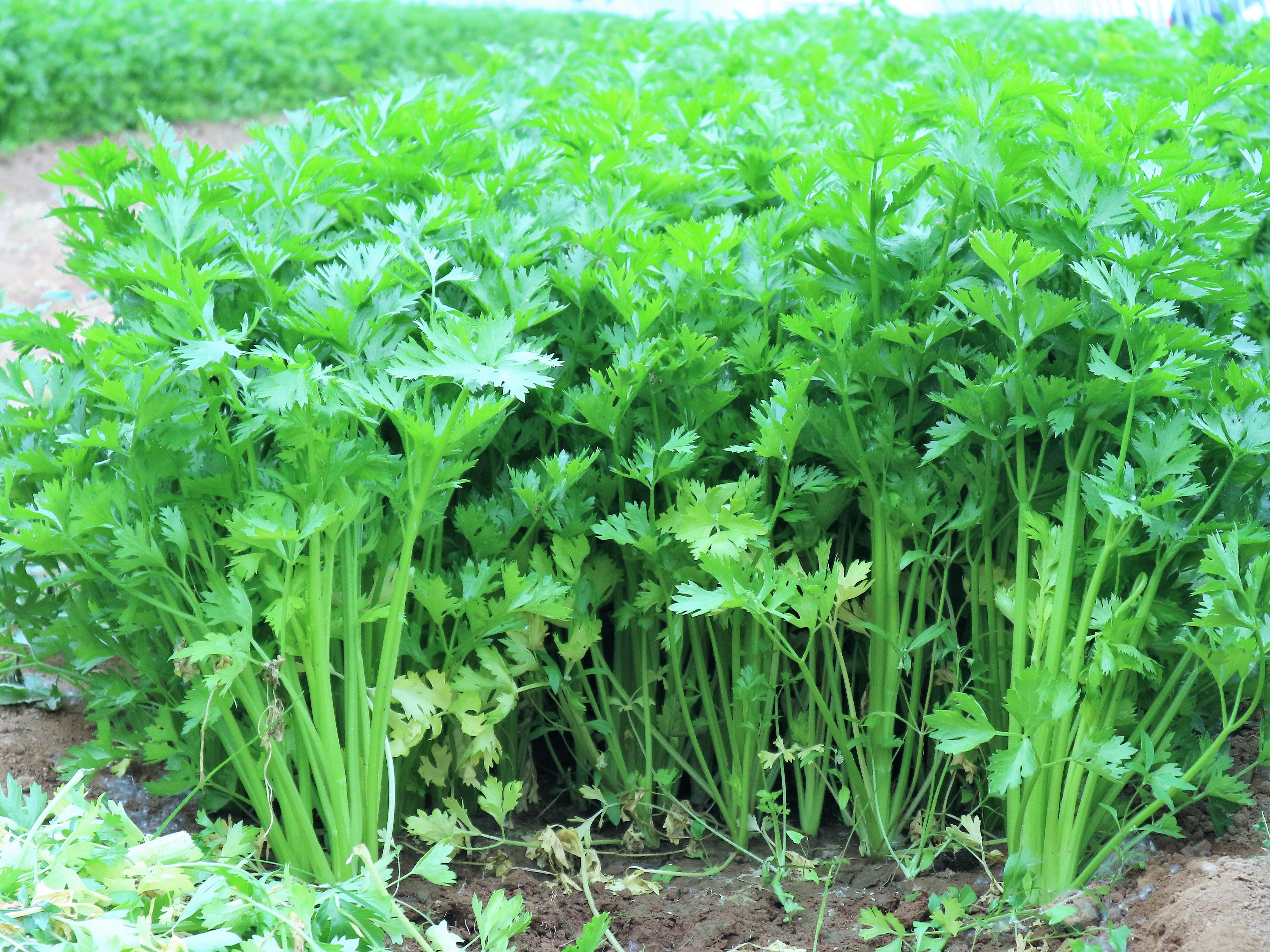 芹菜种植技巧,选择合适的环境是关键,定植后管控温度和水肥