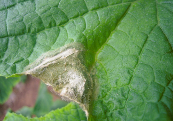 黄瓜灰霉病怎样防治?大棚黄瓜种植期间,需防控病害蔓延