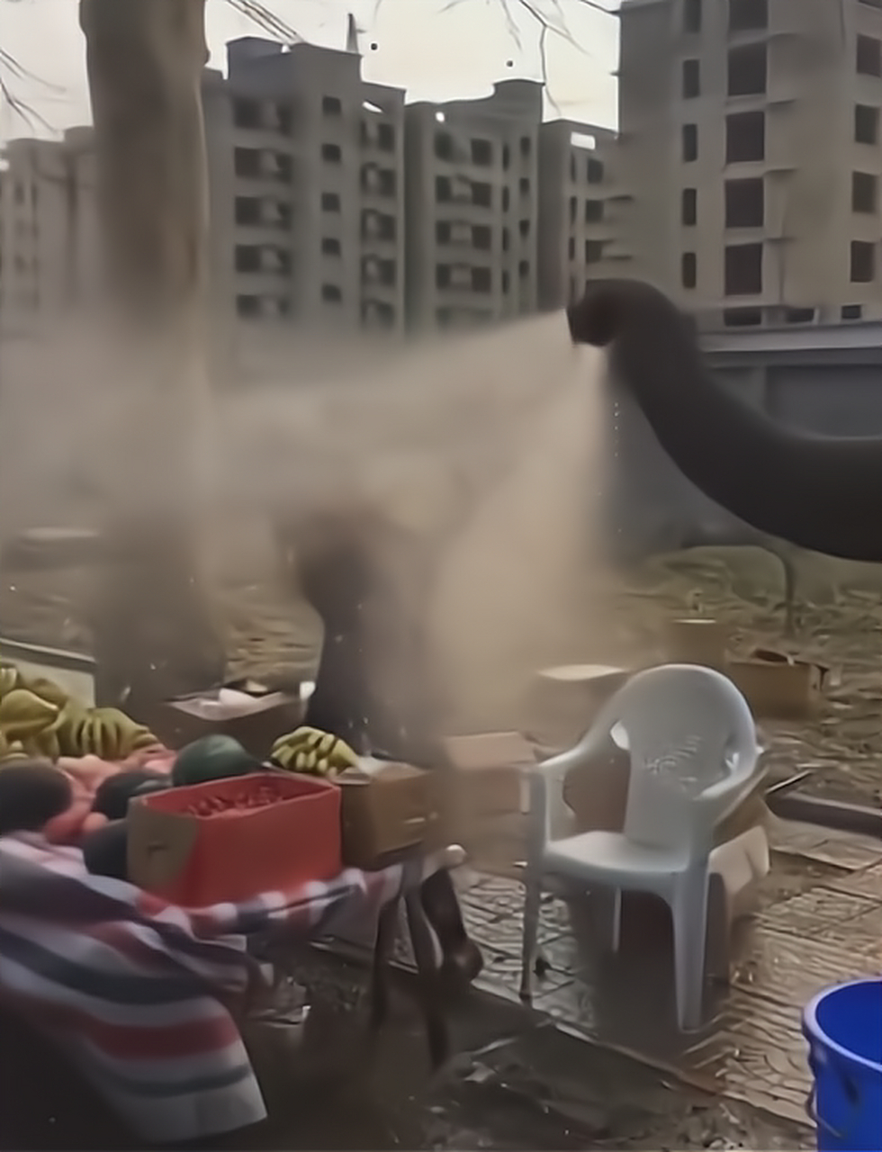 大象:你这水果不洒水,一点也不新鲜,帮你洒洒水啦!