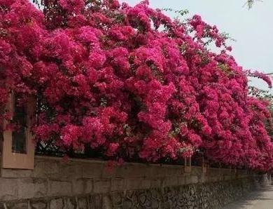 有院子不要错过,种2棵巴西三角梅,一年就长成花墙,非常的好看