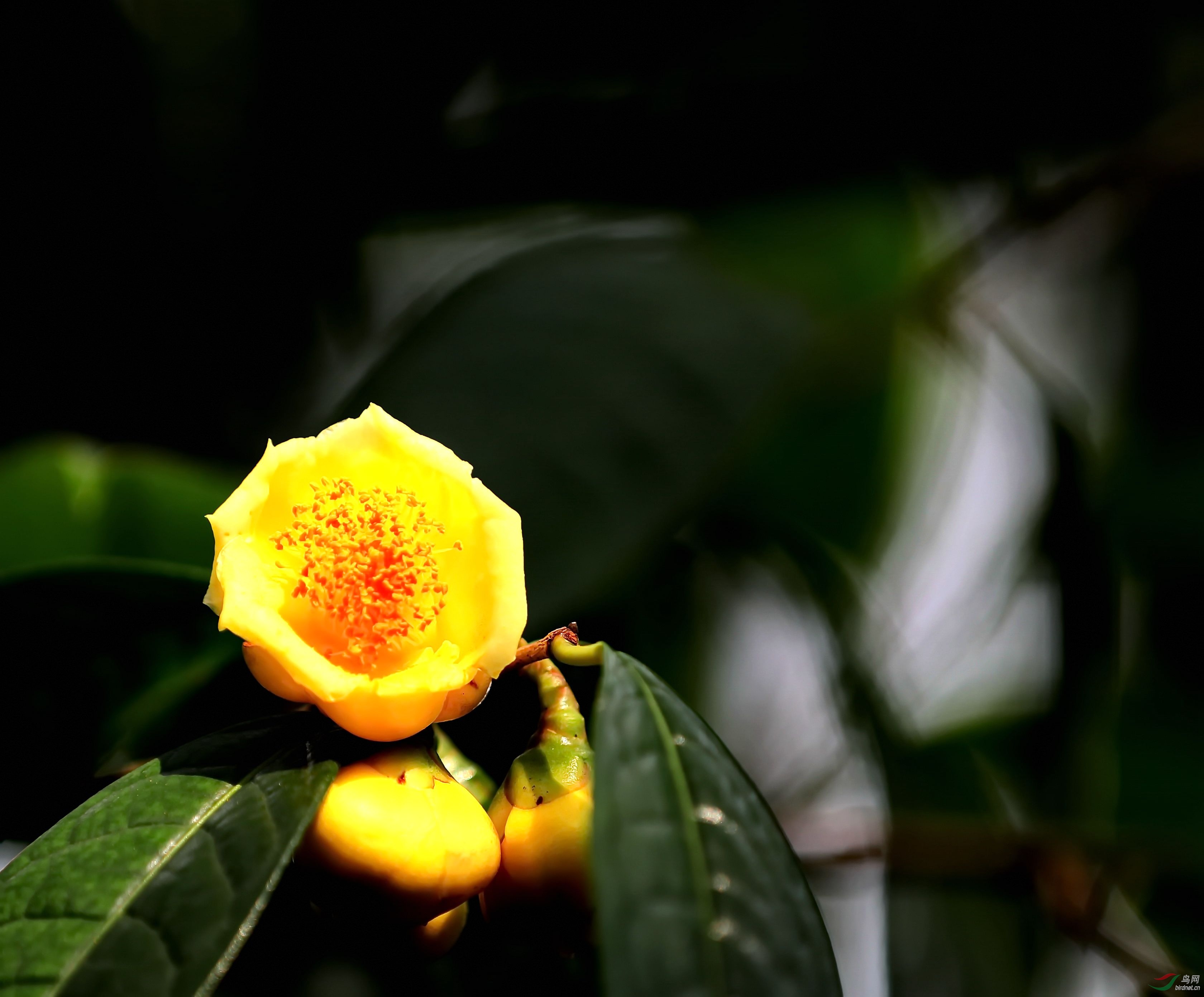 在家里种植这种花卉,不光好看还能泡茶,性价比很高