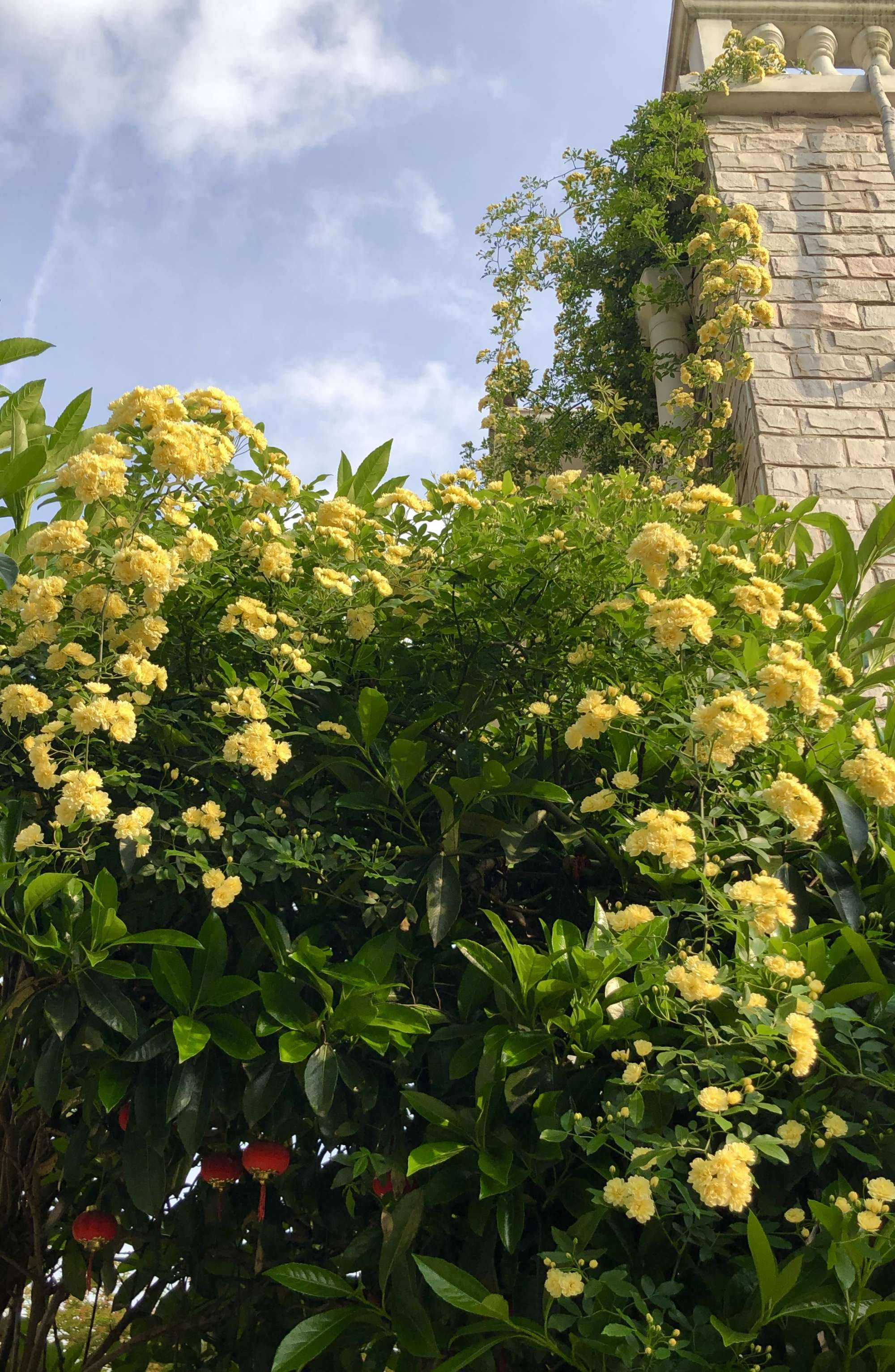 木香花为什么不能种(木香花为什么不能种在家里面)