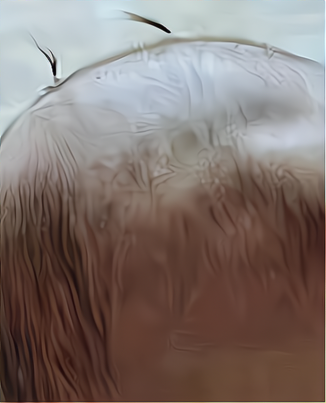 我和我最后的倔强