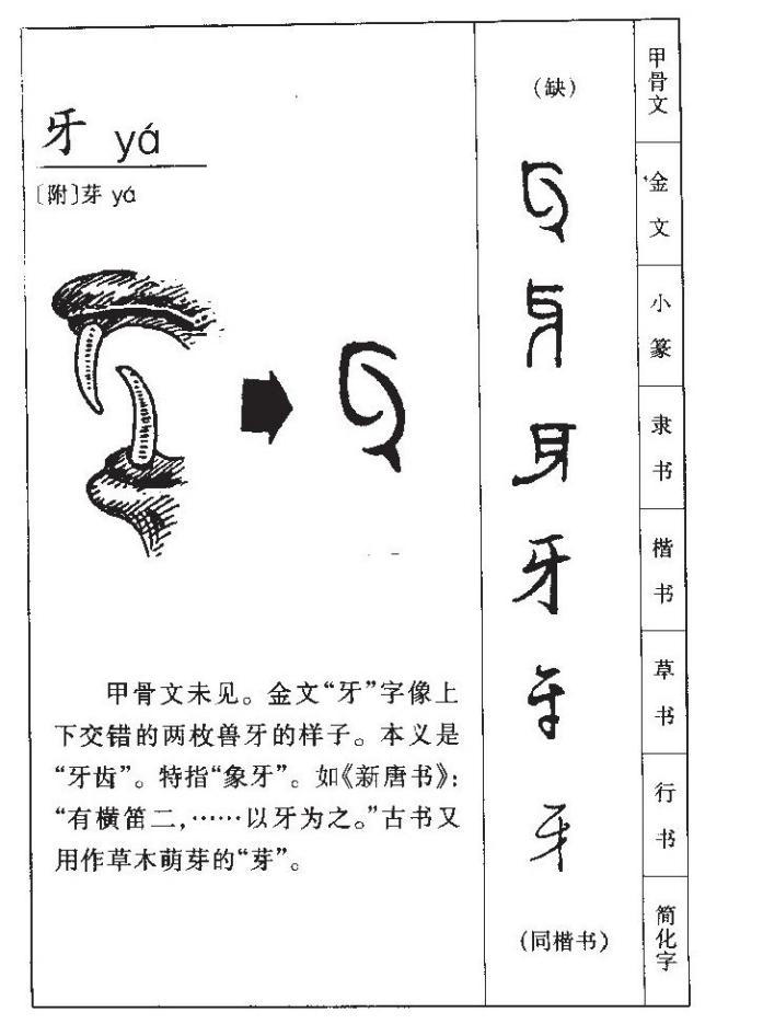 古文字是活的 39(牙)