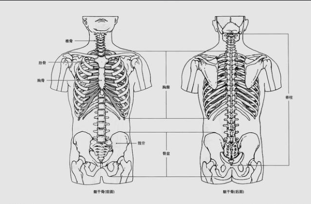 躯干骨及其功能记忆口诀