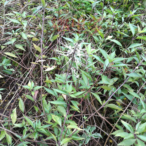 这种植物,民间俗称肾草,对碎结石很有帮助,你见过吗?