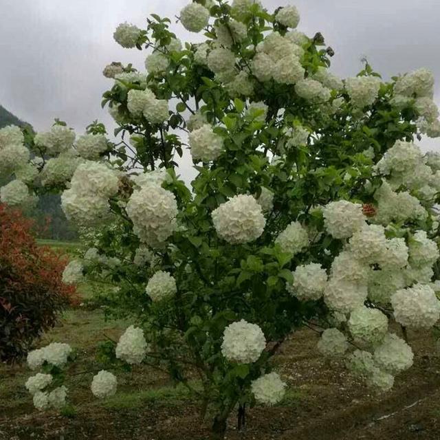 高端大气的"中华木绣球,绣球花中的天花板,花开似海,来看看