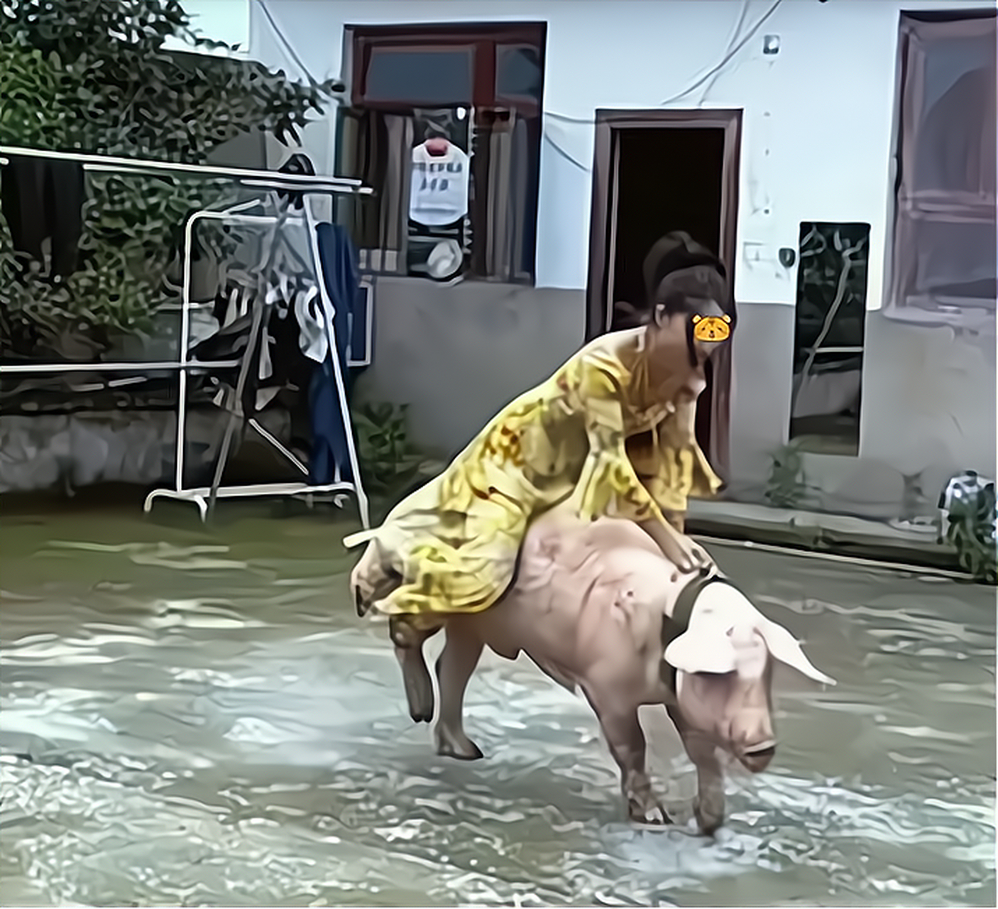 骑猪兜风的小姐姐,你们喜欢吗?[笑哭][笑哭] #网红