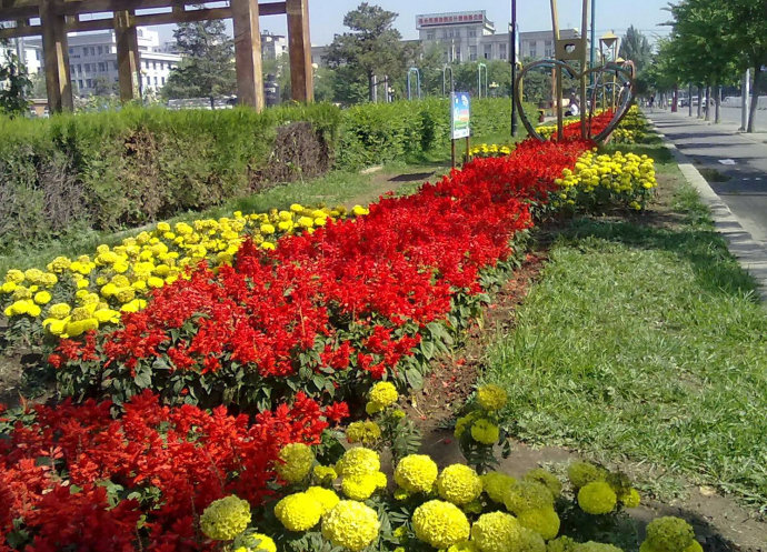 一串红花坛图片