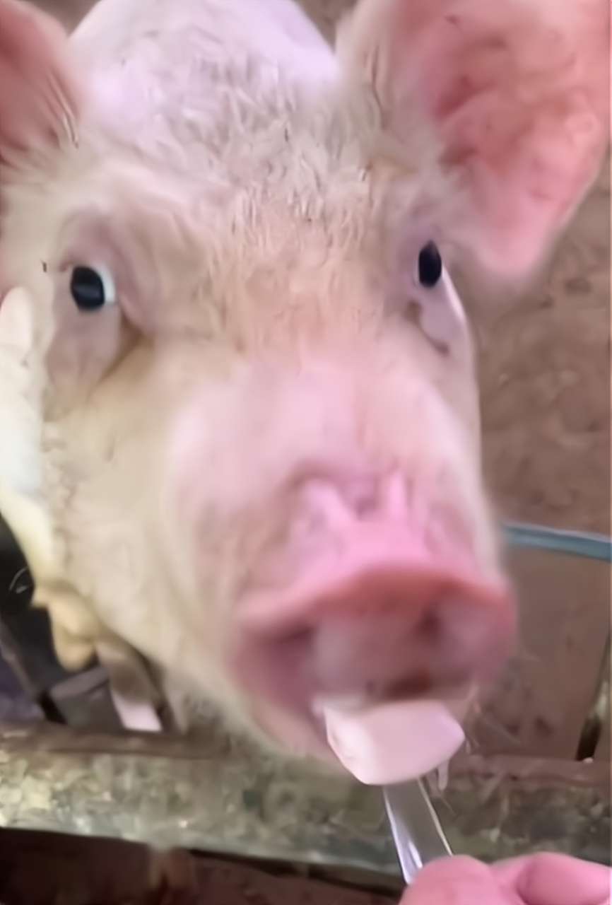 这猪崽子是不是感觉也很哇塞,看着表情还真是!